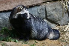 Waschbär-021.jpg
